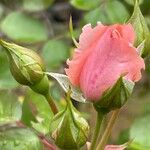 Rosa chinensis Žiedas