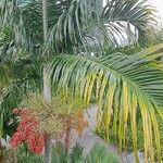 Adonidia merrillii पत्ता