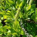 Clethra alnifolia Frukto