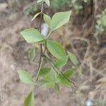 Aegle marmelos Hoja