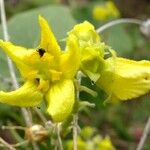 Bryonia verrucosa Flower