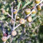 Leptospermum laevigatum Frukt