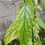 Clinacanthus nutans Leaf