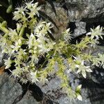 Dudleya densiflora ফুল