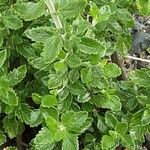 Teucrium chamaedrys Blatt