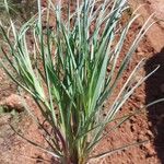 Scorzonera aristata 葉
