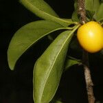 Ximenia americana Fruto