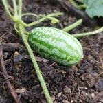 Melothria scabra Fruit