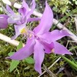Calopogon tuberosus Flor