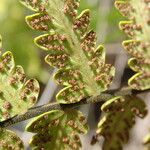 Arthropteris orientalis Leaf