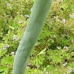 Allium cepa Corteza