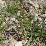 Ophrys speculum Natur