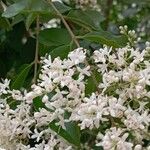 Ligustrum sinenseFlower