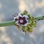Periploca aphylla Flor