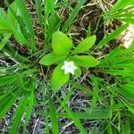 Lysimachia europaea Õis
