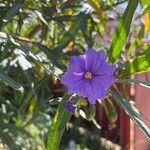 Solanum laciniatumफूल