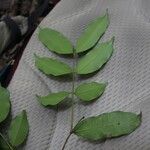 Pycnobotrya nitida Φύλλο