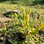 Centaurium maritimum 花