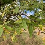 Fraxinus angustifoliaBlatt