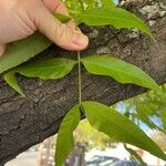 Fraxinus latifolia Liść