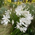 Agapanthus praecox Flower