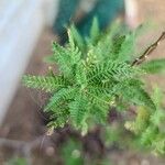 Chamaebatiaria millefolium Leaf