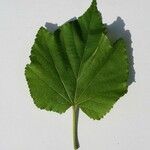 Dombeya acutangula অন্যান্য