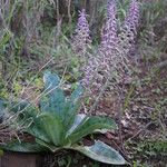 Ledebouria revoluta Хабит