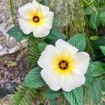 Turnera subulata Flor