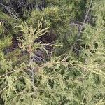 Juniperus flaccida Лист