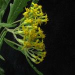 Senecio royleanus Flower