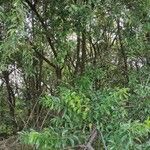 Prunus serotina Yeri