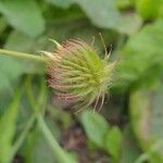 Geum aleppicum Fruit