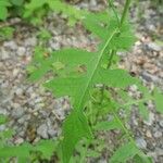 Lactuca muralis Leaf