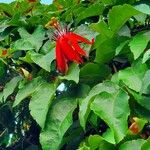 Passiflora vitifolia Flower