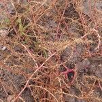 Salsola tragus Fruit