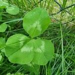 Trifolium repens List