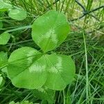 Trifolium repens Folha