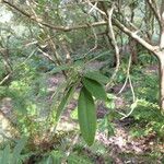 Rhododendron argyrophyllum Leaf