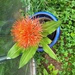 Scadoxus multiflorus花