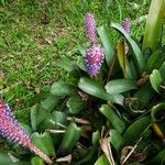 Aechmea gamosepala 葉