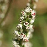 Cunonia pulchella Flor