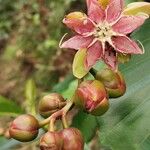 Dillenia suffruticosa Fruit