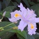 Iris japonica Flower