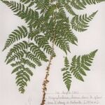 Dryopteris expansa Yaprak