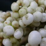 Callicarpa macrophylla Habitus