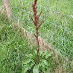 Rumex cristatus موطن