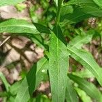 Erysimum cheiranthoides Blatt