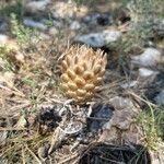 Rhaponticum coniferum Blüte