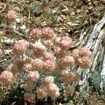 Eriogonum ovalifolium Pokrój